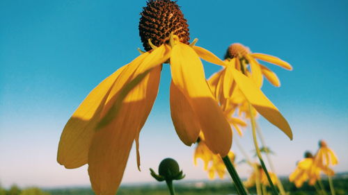 Low angle view of sunflower against clear sky