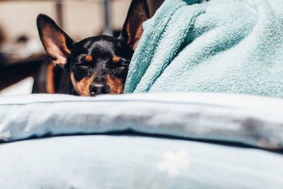 Close-up of dog resting on bed