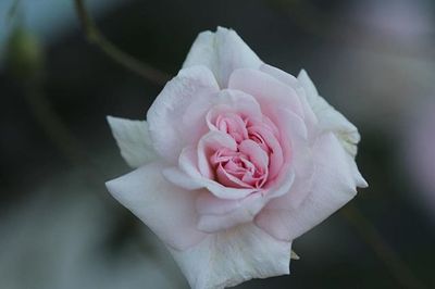 Close-up of pink rose