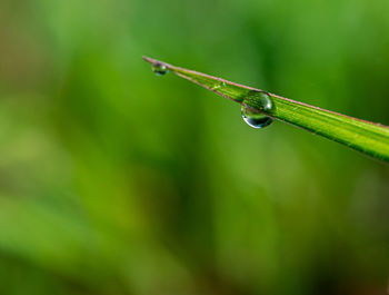 Close-up of wet plant