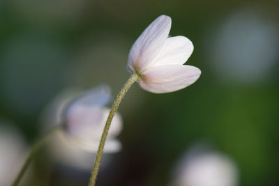 Close-up of flower blooming outdoors