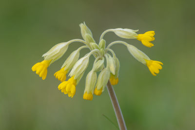 Close up of a common cowslip  plant in bloom