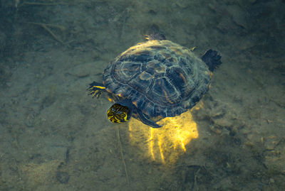 High angle view of turtle in sea