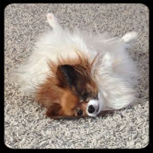 Close-up of dog lying on ground