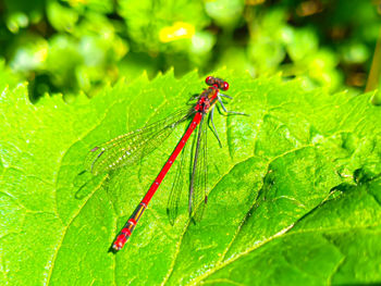 Close-up of insect on leaf