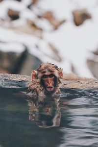 Portrait of a monkey