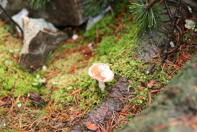 Close-up of mushroom growing on field