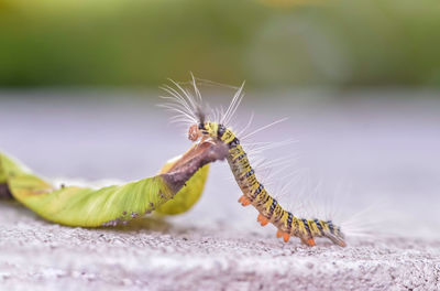 Caterpillar climbed on drybleaf on cement floor with blurred background.