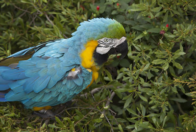 Close-up of a parrot