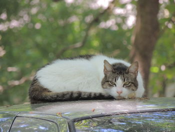Portrait of a cat relaxing on a car.