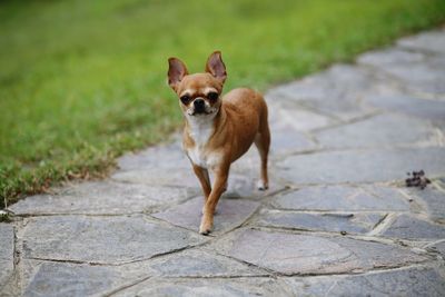 Portrait of dog standing on footpath