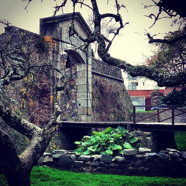 architecture, built structure, building exterior, tree, house, grass, plant, sky, no people, outdoors, day, growth, branch, old, residential structure, sunlight, low angle view, stone wall, wall - building feature, green color