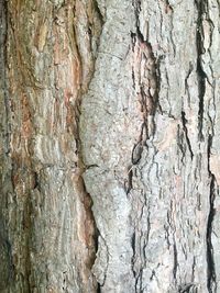 Full frame shot of tree trunk