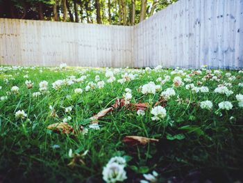 Close-up of flowering plants on field