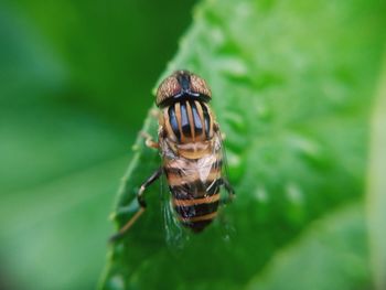 Close-up of insect on leaf