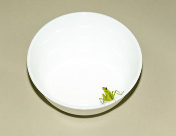High angle view of plant against white background