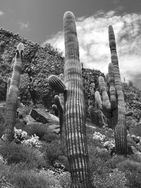 Low angle view of cactus against sky