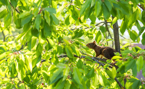 Low angle view of squirrel on tree