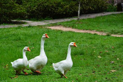 Swans on grass