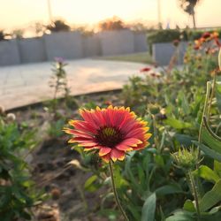 Close-up of coneflowers blooming outdoors