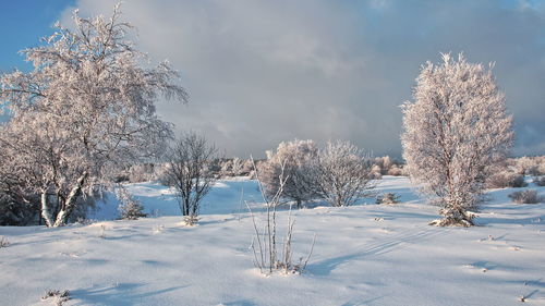 Winter is coming at the national park eifel germany europe