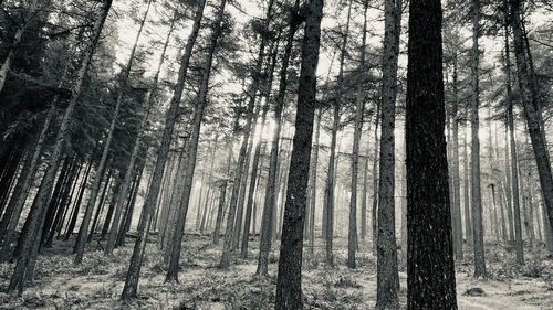 Trees in forest