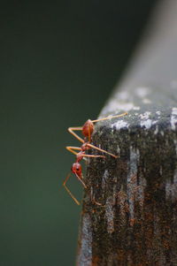 Close-up of ant on wood