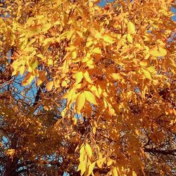 Low angle view of autumn leaves