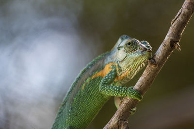 Knysna dwarf chameleon sitting on a branch in sedgefield south africa.