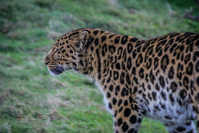 Close-up of tiger