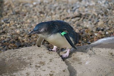 Close-up of bird perching on rock