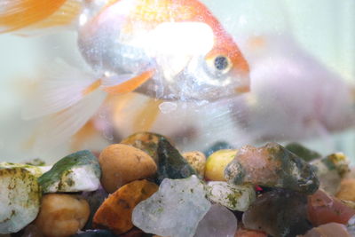 Close-up of fish swimming in sea