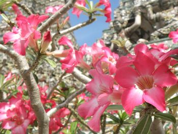 Close-up of pink cherry blossoms