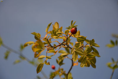 Low angle view of flowering plant against sky