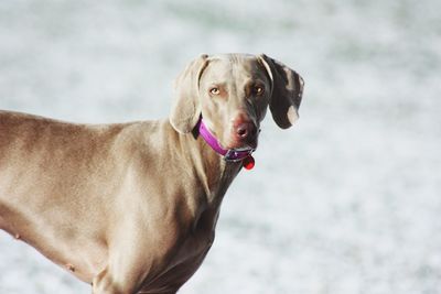 Close-up portrait of weimaraner standing