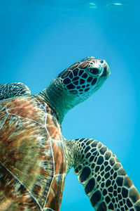 Close-up of turtle swimming in sea