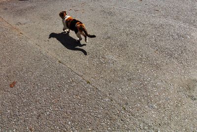 High angle view of cat running on road