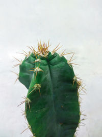 Close-up of cactus plant