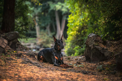 Portrait of a dog in the forest