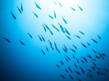 Low angle view of fishes swimming in sea