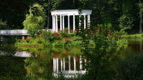 Plants growing on a lake