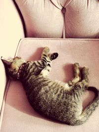 High angle view of cat resting on sofa