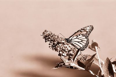 Close-up of butterfly on plant