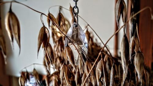 Close-up of hanging outdoors