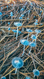 Full frame shot of sticks