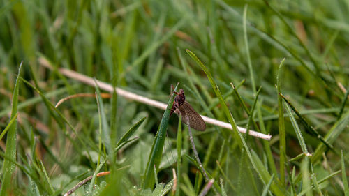 Close-up of insect on grass