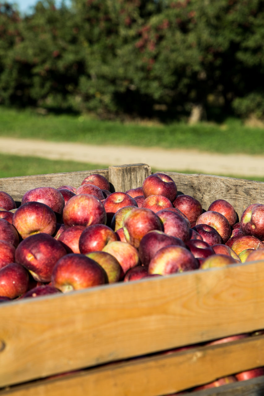 CLOSE-UP OF FRUITS ON CRATE