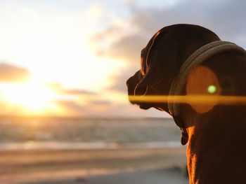 Close-up of dog sitting at beach during sunset