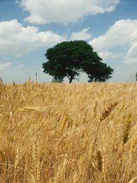 View of stalks in field against cloudy sky