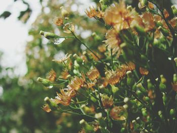 Close-up of flowering plant